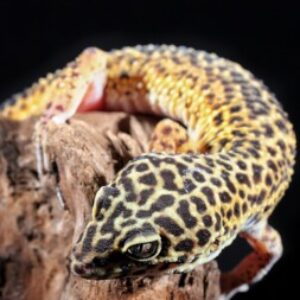 Profile photo of geckoguy